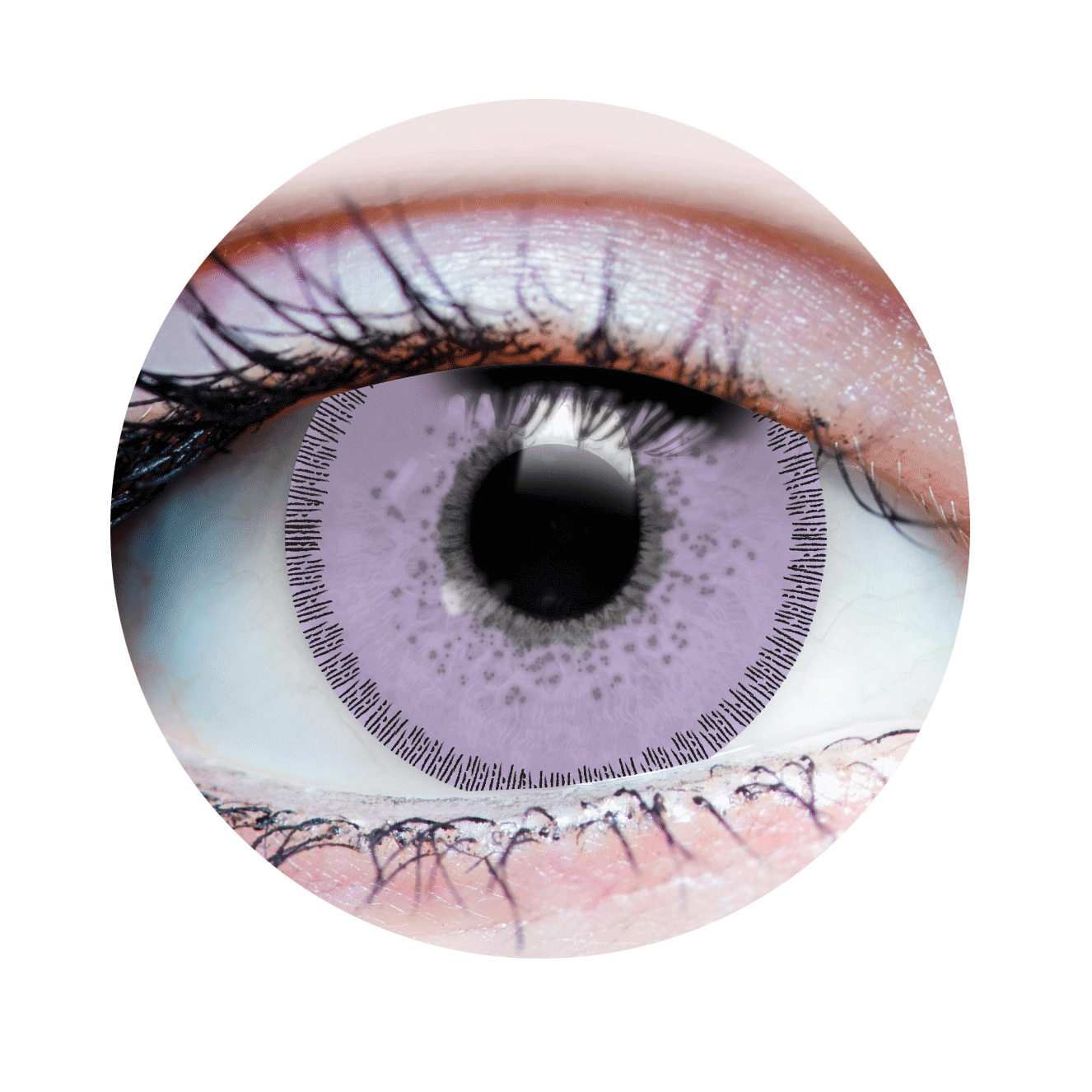 Charm Lilac
